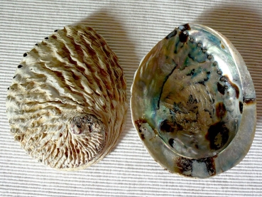 Räucherschale Muschel "Abalone"  14 cm