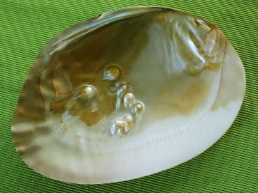 Räucherschale Muschel "Perle"  14 cm
